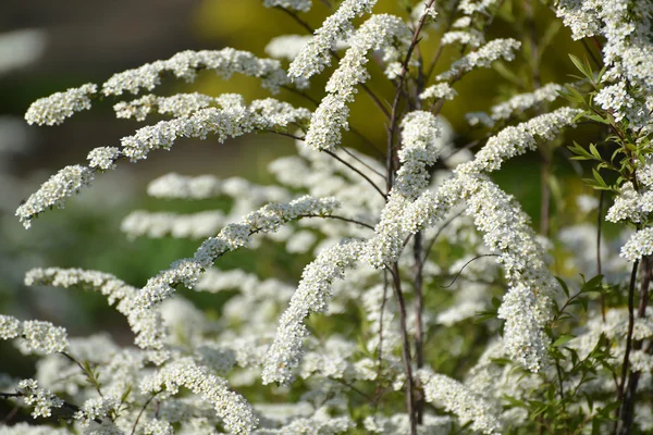 O meadowsweet florescente de Argut, ou ostrozazubrenny (Spiraea arguta ) — Fotografia de Stock