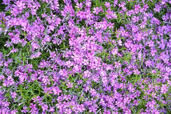 O flox florescente em forma de awl (Phlox subulata L.), fundo — Fotografia de Stock