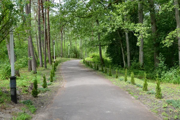 Avenue z młodych roślin iglastych w parku — Zdjęcie stockowe
