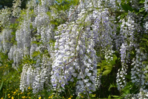 A wistaria florescente (Wisteria Nutt. ), inflorescências em ramos — Fotografia de Stock