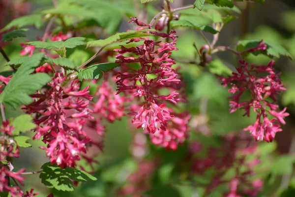 Branch of the blossoming currant blood-red (Ribes sanguineum Pursh.) — Stock Photo, Image