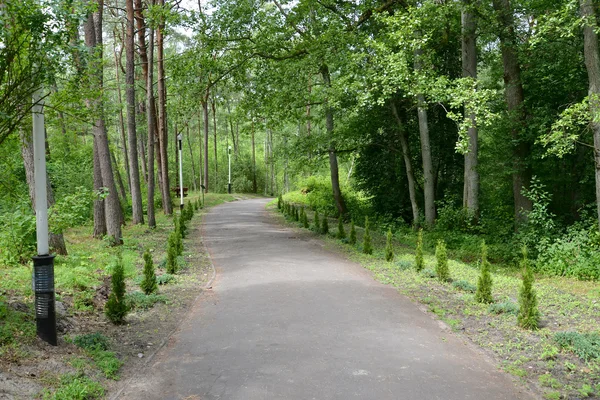 Avenyn med ung barrväxter i park — Stockfoto