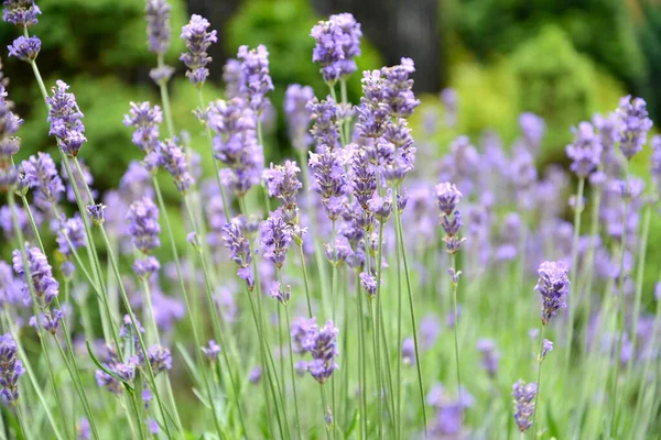 Smalbladig Lavendel Lavandula Angustifolia Mill — Stockfoto