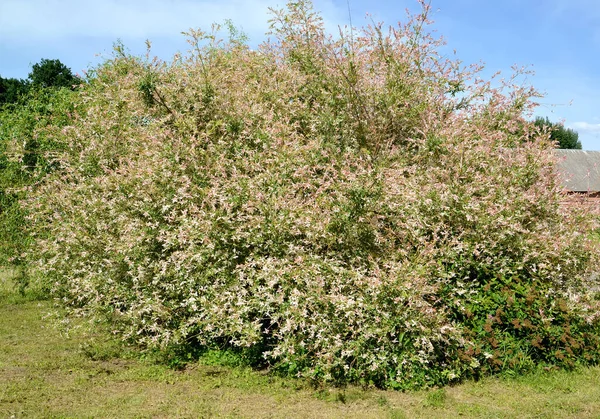 Willow Pełnolistny Hakuro Nishiki Salix Integra Hakuro Nishiki Ogólny Pogląd — Zdjęcie stockowe