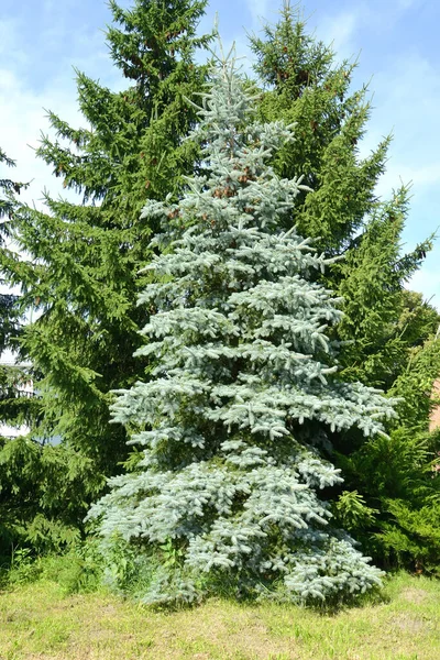 Blue Spruce Grows Background Ordinary Spruce — Stock Photo, Image