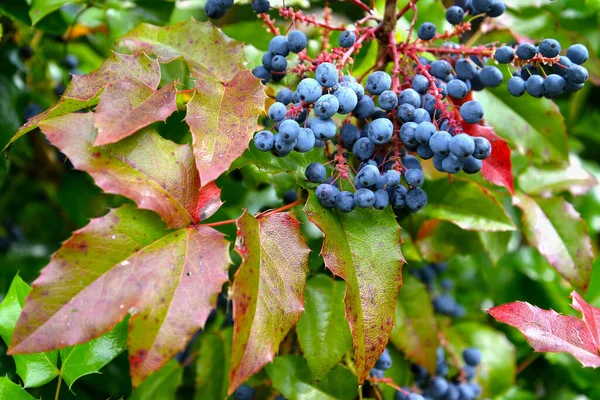 Bacche Blu Mahonia Coda Mahonia Aquifolium Pursh Nutt — Foto Stock