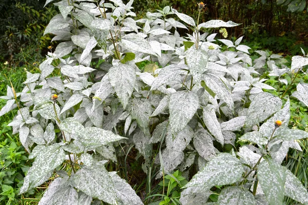 Girasol plants affected by powdery mildew — Stock Image Girasol Plants Affected Powdery Mildew Stock Photo