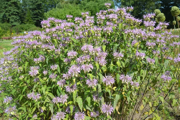 Modo Florido Monarda Fistulosa Parque Verão — Fotografia de Stock