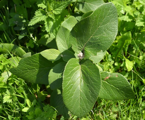 カリナの誇り Viburnum Lantana 芽のある若い植物 — ストック写真