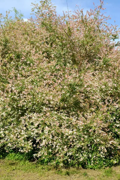 Fragmento Coroa Salgueiro Hakuro Nishiki Folhas Inteiras Salix Integra Hakuro — Fotografia de Stock