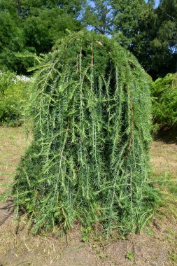 Kempfer tarlası, çeşitli Stiff Weeper türleri (Larix kaempferi Stiff Weeper) parkta yetişir.