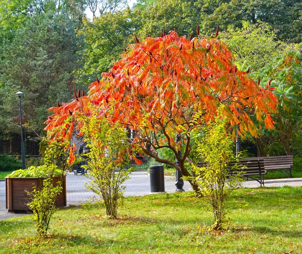 Cervos Sumah Rhus Typhina Parque Outono — Fotografia de Stock