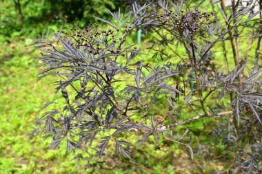 Siyah elderberry, bildiğimiz Black Lace Eva. Yapraklı ve dutlu dallar