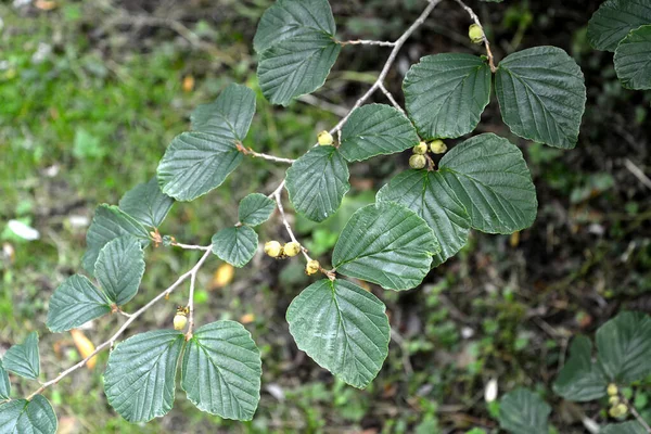 Gamamelis Virginiana Gałąź Liśćmi Owocami — Zdjęcie stockowe