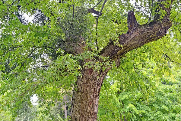アップルベリー マルス バカータ Borkh 古い木 — ストック写真