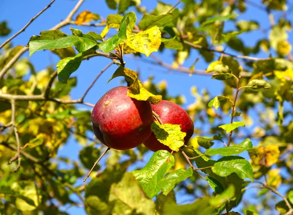 Dvě Červená Jablka Ozářená Sluncem Rostou Větvi Podzimní Zahrada — Stock fotografie