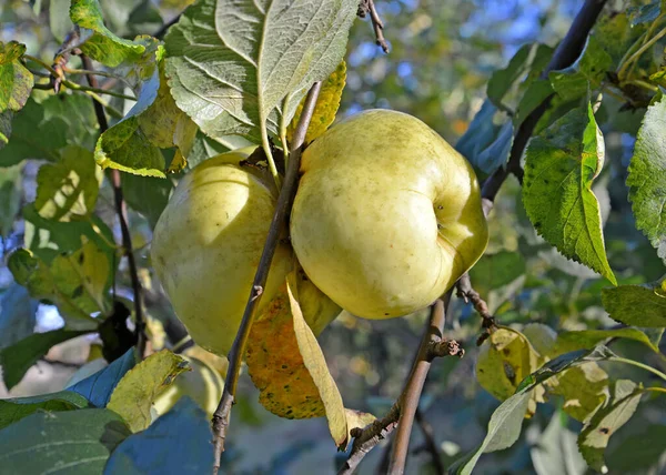 Two Ripe Apples Antonovka Variety Grow Branch Autumn Garden — Stock Photo, Image