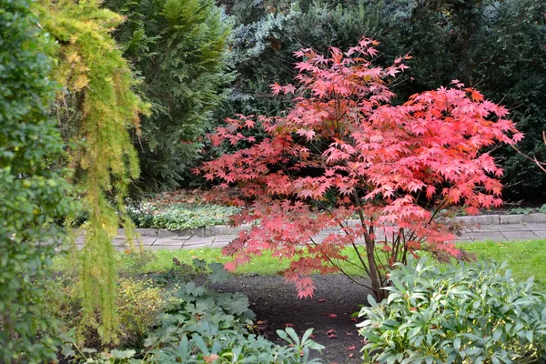 公園には若いカエデの木 クリムゾン キング 別名プラタノイド クリムゾン キング が生えています — ストック写真