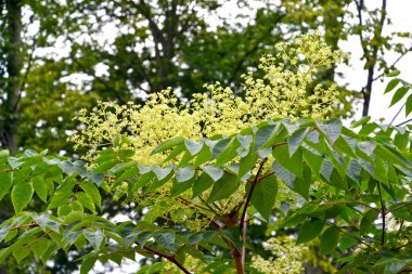 Aralia 'nın çiçekleri yüksektir (Manchu) (Aralia elata (Miq). Görünüyor.)