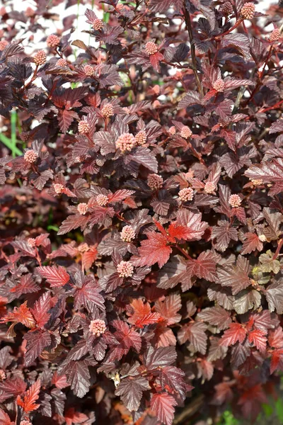 Odmiany Bąbelków Karbonolowych Physocarpus Opulifolius Diabolo Lub Purpureus Tło Liści — Zdjęcie stockowe