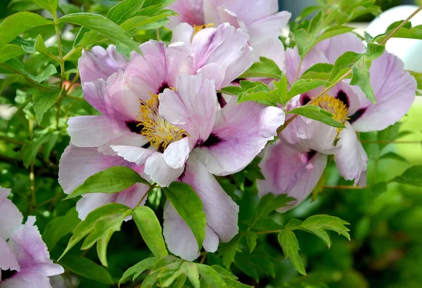 Shrub Tree Peony Flowers Paeonia Suffruticosa — Stock Photo, Image