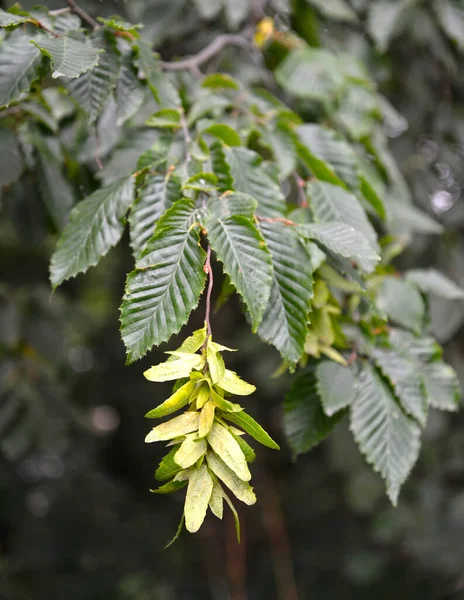 Branch Fruits Common Hornbeam Carpinus Betulus — Stock Photo, Image