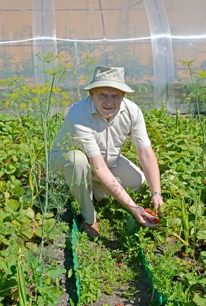 Elderly Man Picks Strawberries Garden — Stock Photo, Image