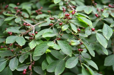 Hanımeli (Lonicera demissa Rehder). Meyveli dallar