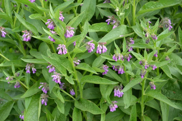 Trench Medicinal Symphytum Officinale Kvetoucí Výhonky — Stock fotografie