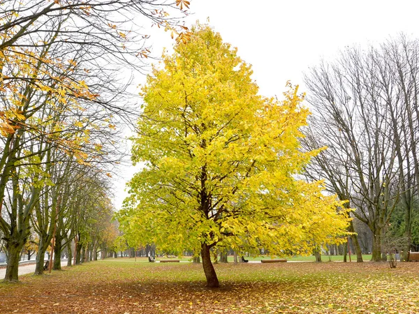 Corona Otoño Del Bosque Arbóreo Tuerca Oso Corylus Colurna — Foto de Stock