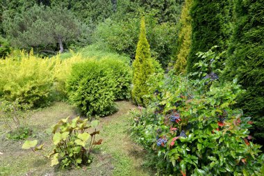 Magonya ve kozalaklı bitkilerle dolu bir park köşesi.