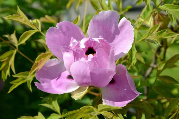 Arbusto Peônia Flor Rosa Forma Árvore Paeonia Suffruticosa — Fotografia de Stock