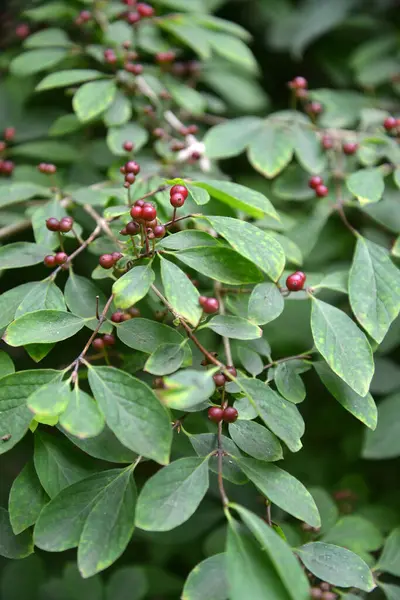 Honeysuckle Lonicera Demissa Rehder Berries Branches — Stock Photo, Image