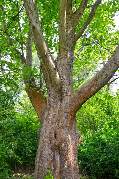 Gałąź Liśćmi Platanu Klonowego Platanus Hispanica — Zdjęcie stockowe