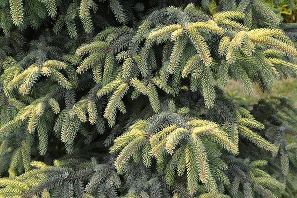 Spruce Blue Fruhlingsgold Variety Picea Pungens Glauca Beissn Background Yellow — Stock Photo, Image