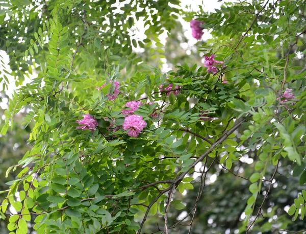 Adhesivo Robinia Con Floración Acacia Rosa Robinia Viscosa Vent — Foto de Stock