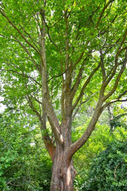 Bir akçaağaç levhasının bir parçası (Platanus hispanica)