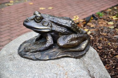 SVETLOGORSK, RUSSIA - Kasım 07, 2020: Taşın üzerinde oturan bir kurbağanın bronz heykeli. Kalininingrad bölgesi