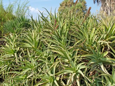 Çiçek açtıktan sonra Aloe ağacı (Aloe Ağaç Cenneti Değirmeni). İsrail