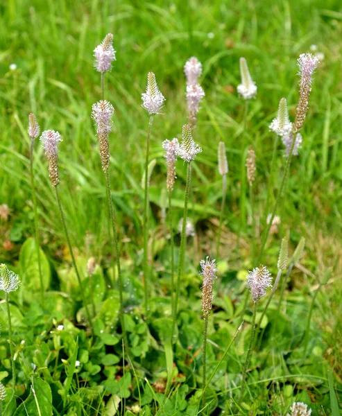 Medium Kwitnącej Plantacji Plantago Media — Zdjęcie stockowe