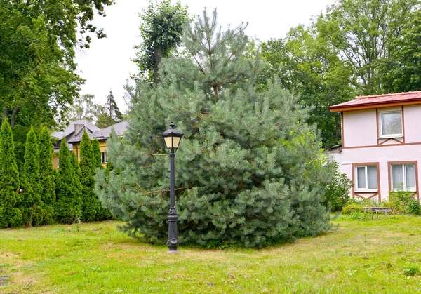 Pinheiro Comum Pinus Sylvestris Watereri Grau Cresce Parque — Fotografia de Stock