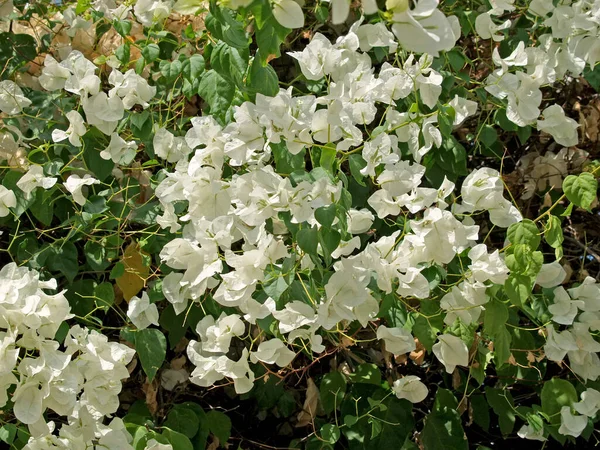 Ανθοφορία Bougainvillea Λευκό Καταρράκτη — Φωτογραφία Αρχείου