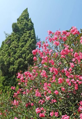 Gökyüzüne karşı yaygın olarak çiçek açan zakkum ve selvi