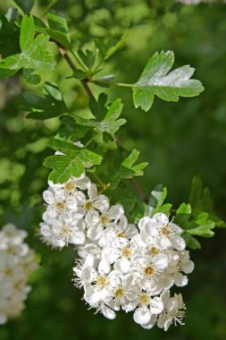 Hawthorn 'un İnfloresanı (Crataegus monogyna Jacq.)