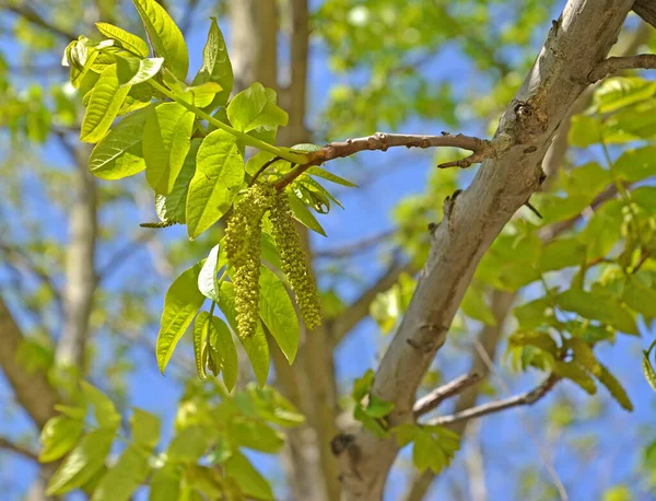 Branch Earrings Ash Leaved Lapina Pterocarya Fraxinif — Stock Photo, Image