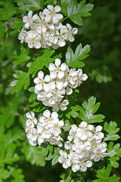 Blossoming Hawthorn Crataegus Monogyna Jacq — стокове фото