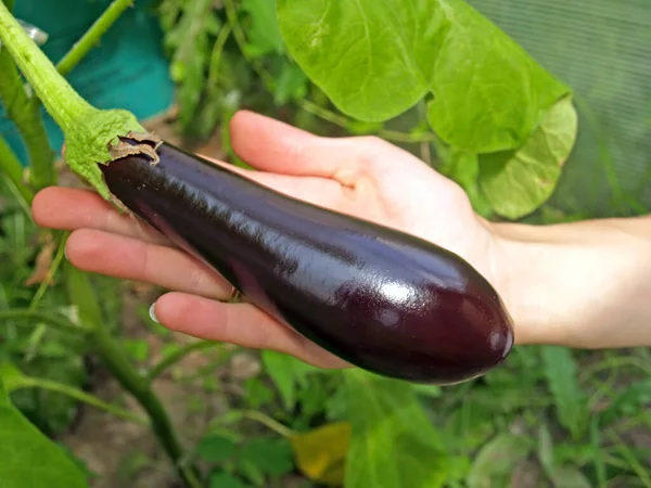Woman Hand Holding Eggplant — Stock Photo, Image