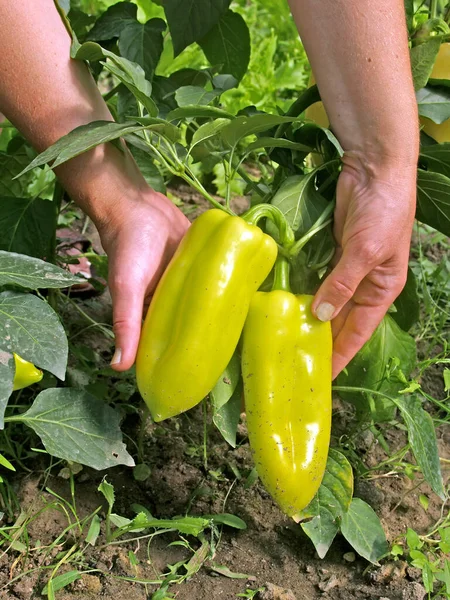 Weibliche Hände Halten Paprika Der Hand — Stockfoto