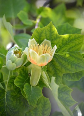 Lale liriodendron çiçekleri (lale ağacı) (Liriodendron tulipifera L.)