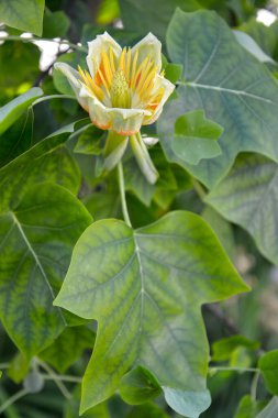 Lale liodendronunun çözünmüş çiçeği (lale ağacı) (Liriodendron tulipifera L.)